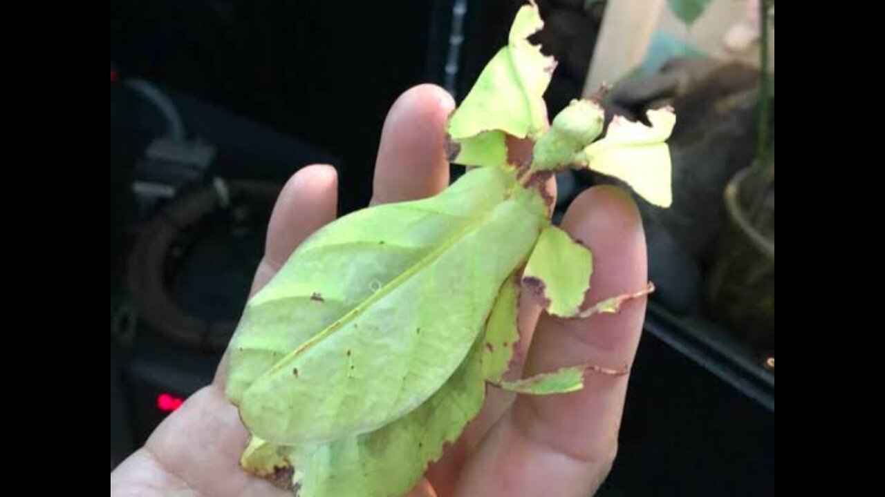 Leaf insect