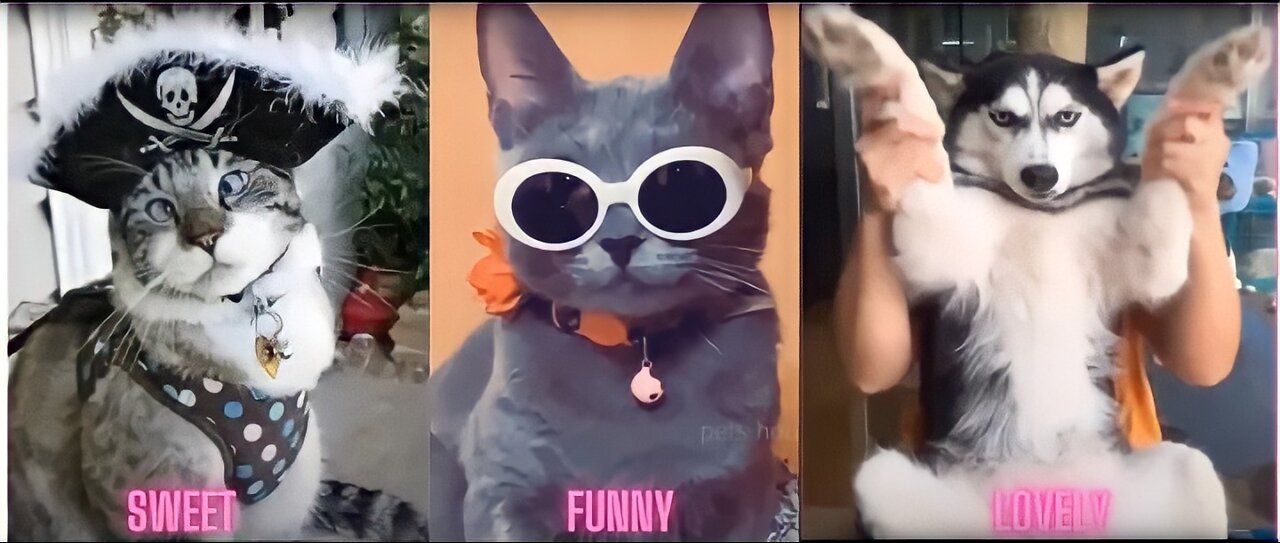 Cute pets funny videos 😂 // funny cats compilation best video