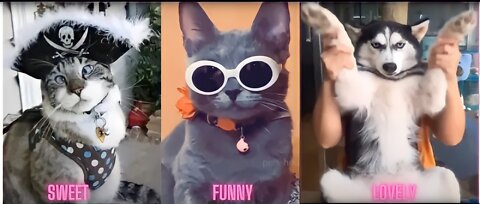 Cute pets funny videos 😂 // funny cats compilation best video