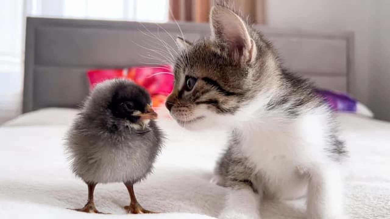 Kitten plays sweetly with a Tiny Chicken