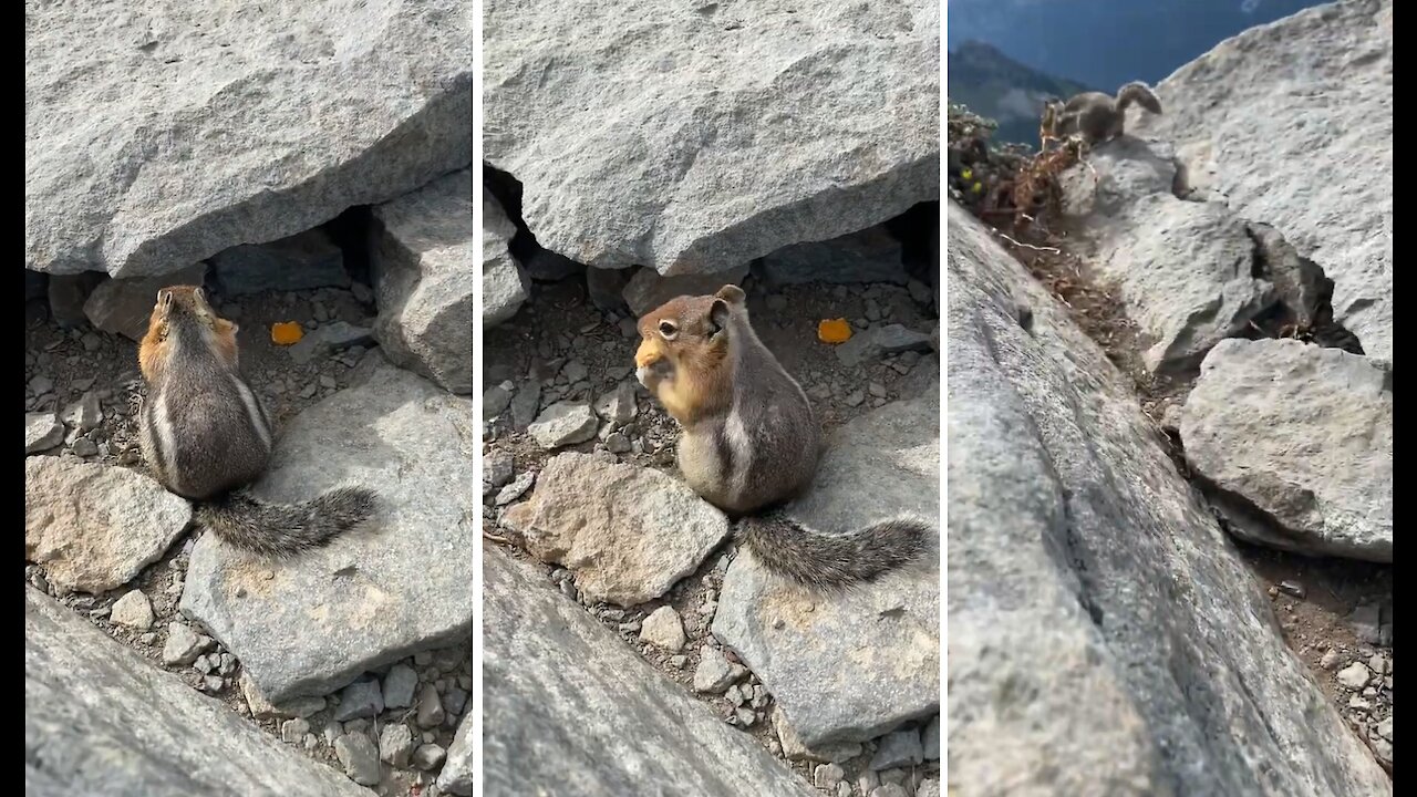 Squirrel caught on camera eating nuts on the top of the hill