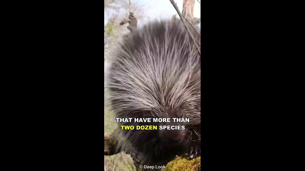 Why You Shouldn't Mess With Porcupine