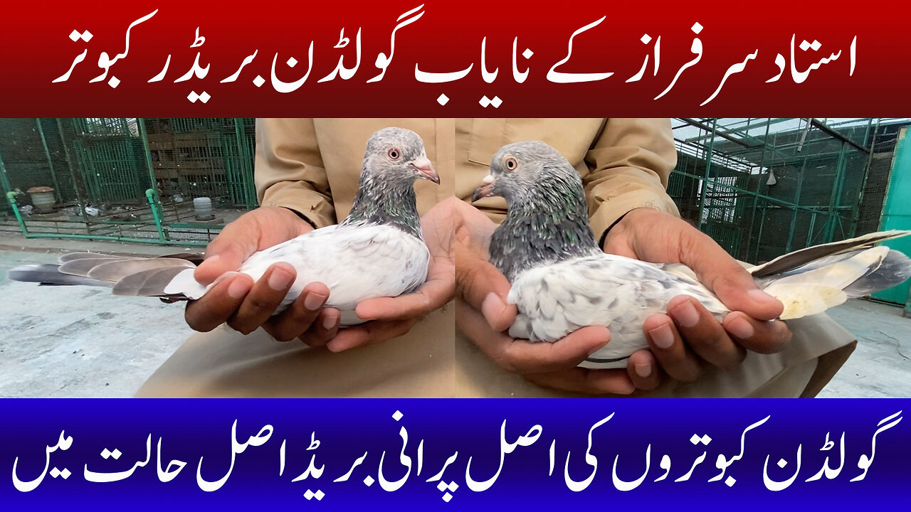 Ustad Sarfaraz's Rare Golden Breeder Pigeon Watch In HD Urdu/Hindi