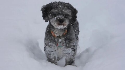 Eleven Inches Of Global Warming