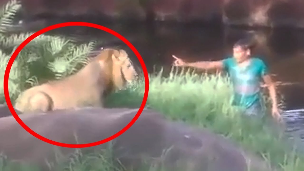 6 Lion Encounters That Will Give You Chills (Part 5)