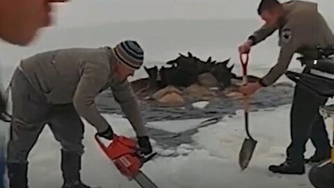 Humans Save a Herd of ELK That Fell Through Ice Into A Lake