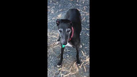 Elsa with the flipped over ear. Standing at the end of the drive, like a lonely doggie