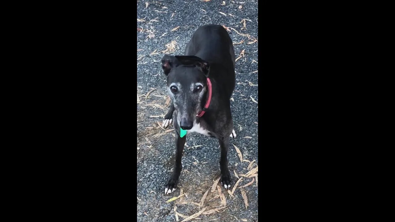 Elsa with the flipped over ear. Standing at the end of the drive, like a lonely doggie