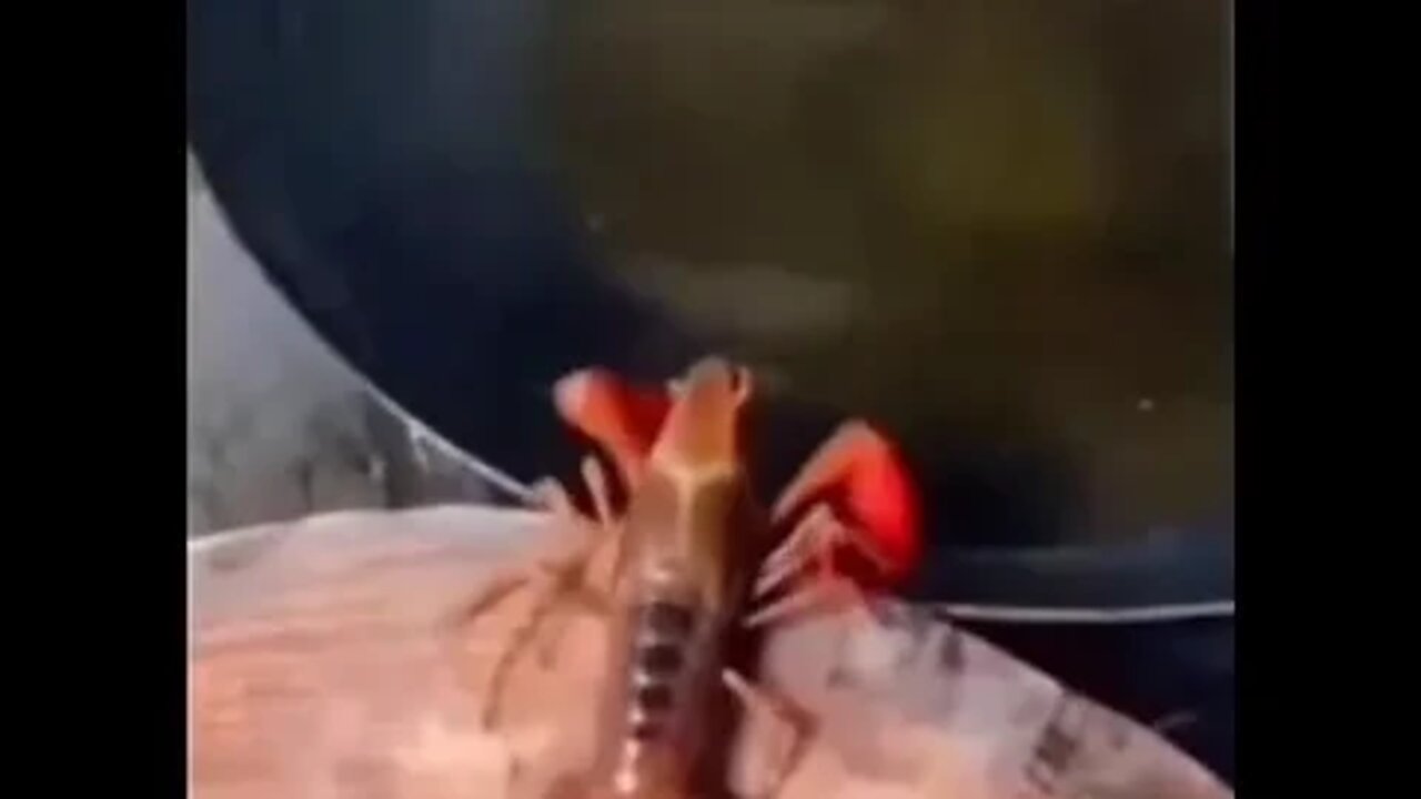 Mr. Squidward!