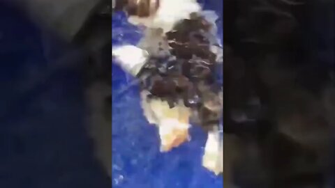 Little guy won't survive another year at this rate