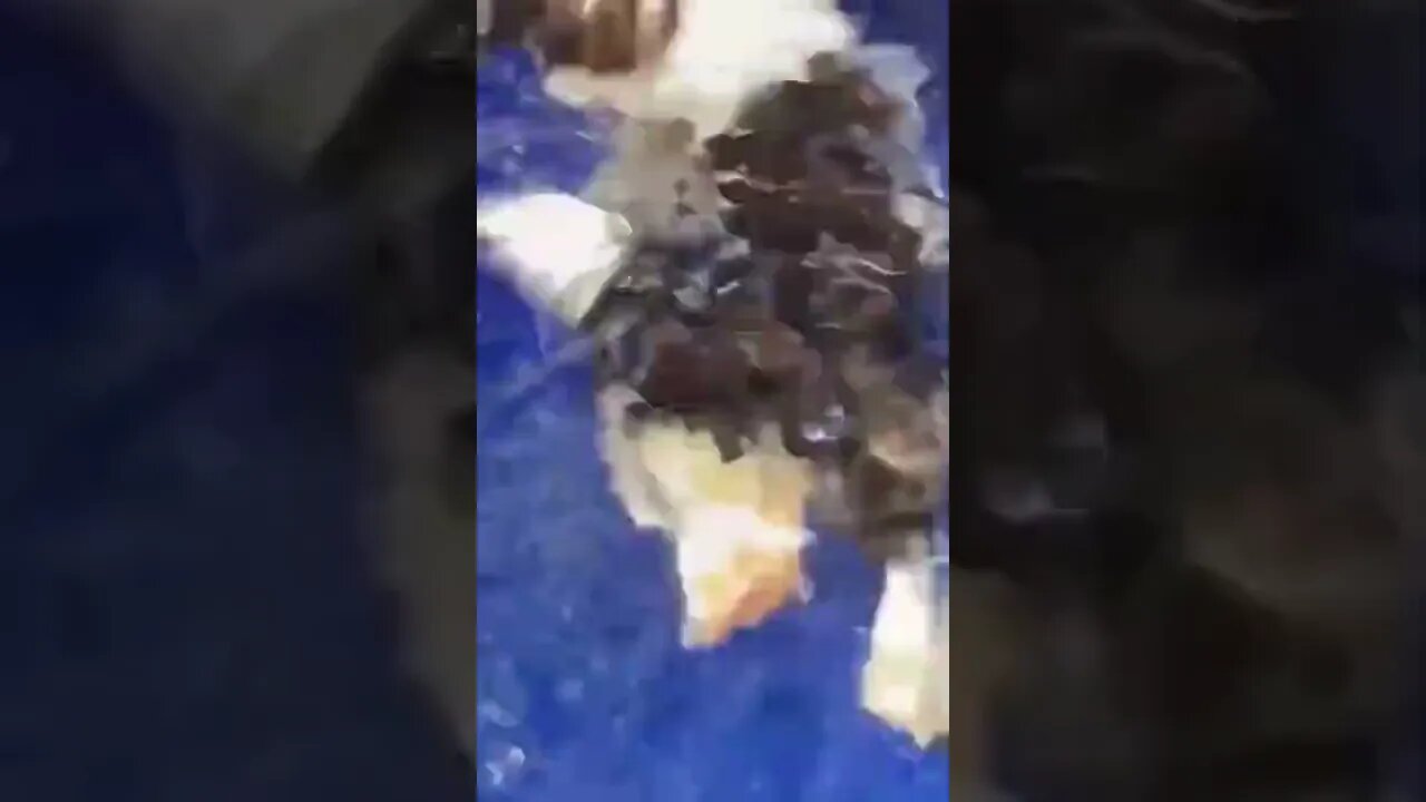 Little guy won't survive another year at this rate