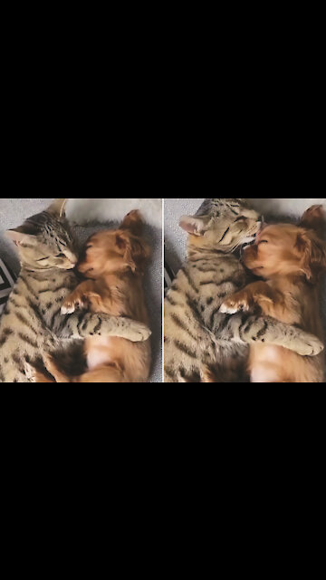 kitty and puppy preciously cuddle with each other
