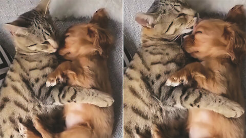 kitty and puppy preciously cuddle with each other