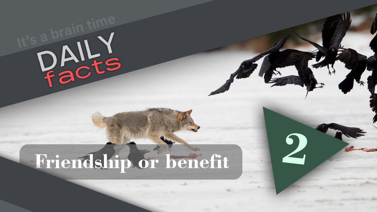 FRIENDSHIP BETWEEN WOLVES AND CROWS | DAILY FACTS | 2023