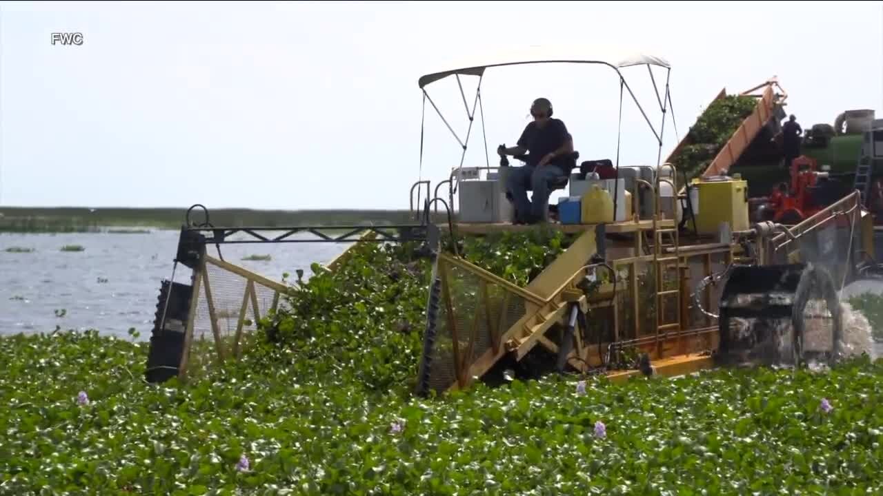 Earth Day 2022: Environmental experts help manage and control invasive plants in Tampa Bay area