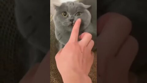 Cute and funny cat videos/#kitten #cat #kitty #funny kitten #funnycat #trending #shorts #tiktok (1)