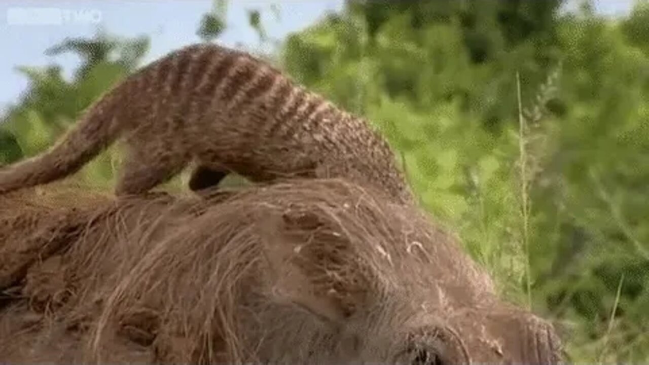 Warthog getting spa treatment from a mongoose mob