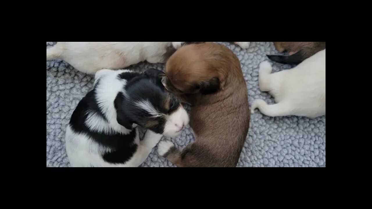 O Litter - 2 weeks & 2 Days Old (1)