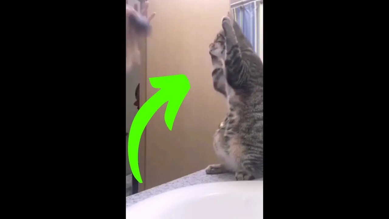 This cat here is trying to comb his fur #shorts