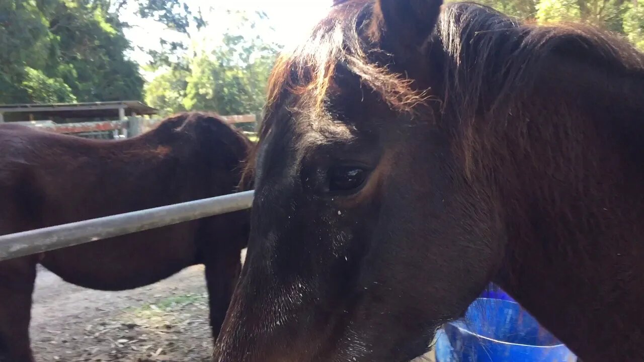 Ruby - trying to show her enlarged jaw from big hear - caused by calcium deficiency