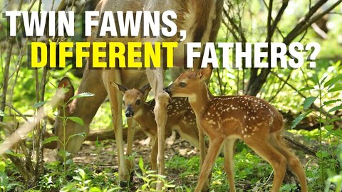 Twin Fawns, Different Fathers