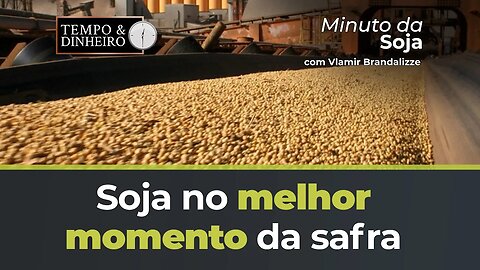 Soja no melhor momento da safra