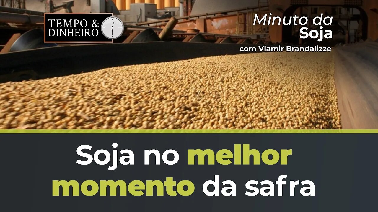 Soja no melhor momento da safra