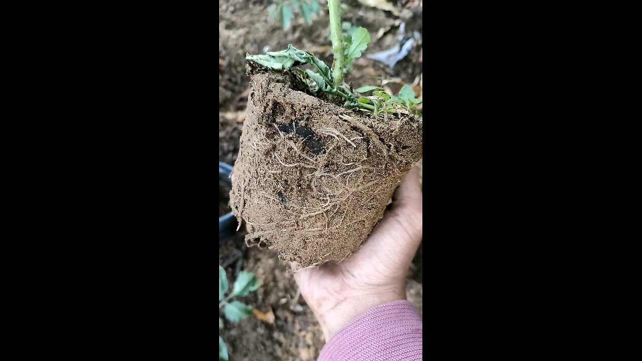 Deeply rooted in nature: Watch how a tomato plant grows beneath the surface! 🍅🌱