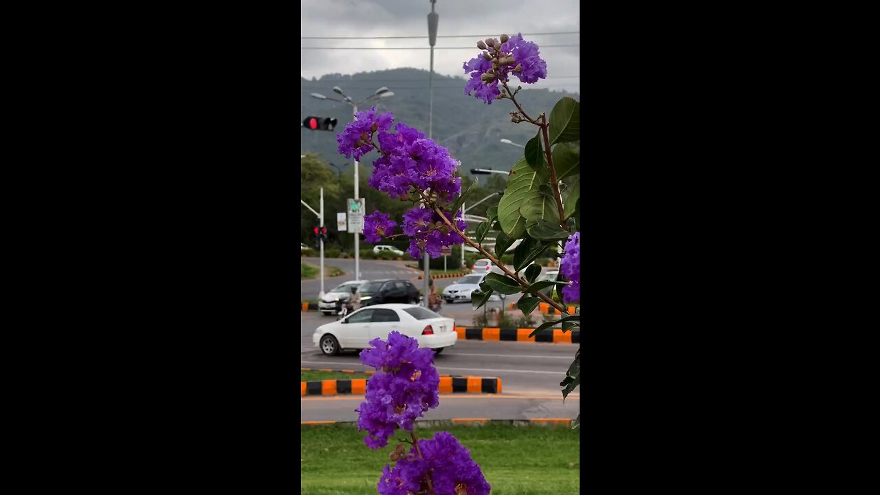 Islamabad Beauty