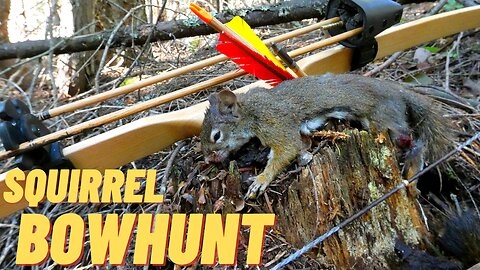 Idaho Red Squirrel Hunt with a Bow!