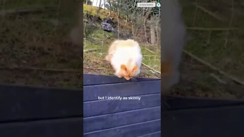 funny cat videos | cute cat videos| cute animals funny cats #shorts #shortsfunny #cutecat #funnycat