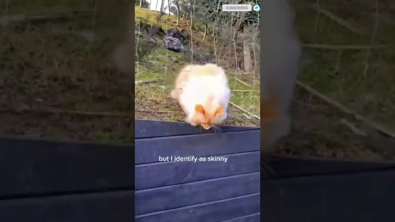 funny cat videos | cute cat videos| cute animals funny cats #shorts #shortsfunny #cutecat #funnycat