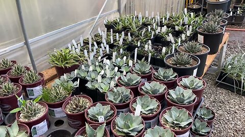 Dozens of starter agaves.