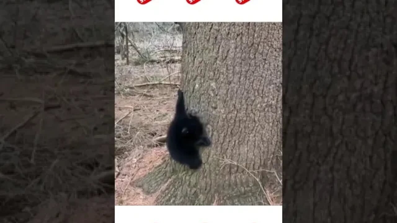 Ursinho descendo da árvore #shorts