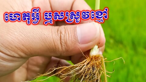 ហេតុអ្វីឬសស្រូវខ្មៅ?