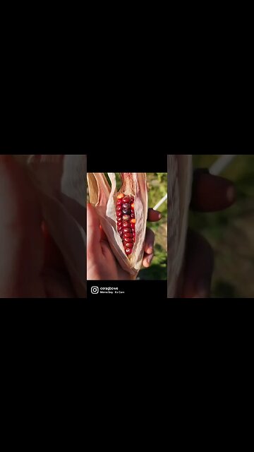 It's Painted Mountain Corn!