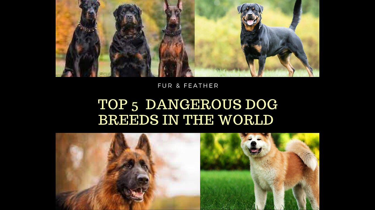 Top 5 dangerous dog breeds | Watch out review | fur&feather |