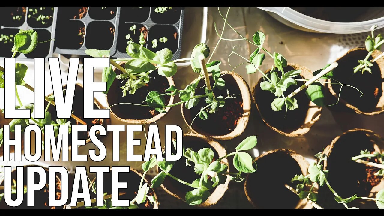🍎 LIVE Homestead Update AMA