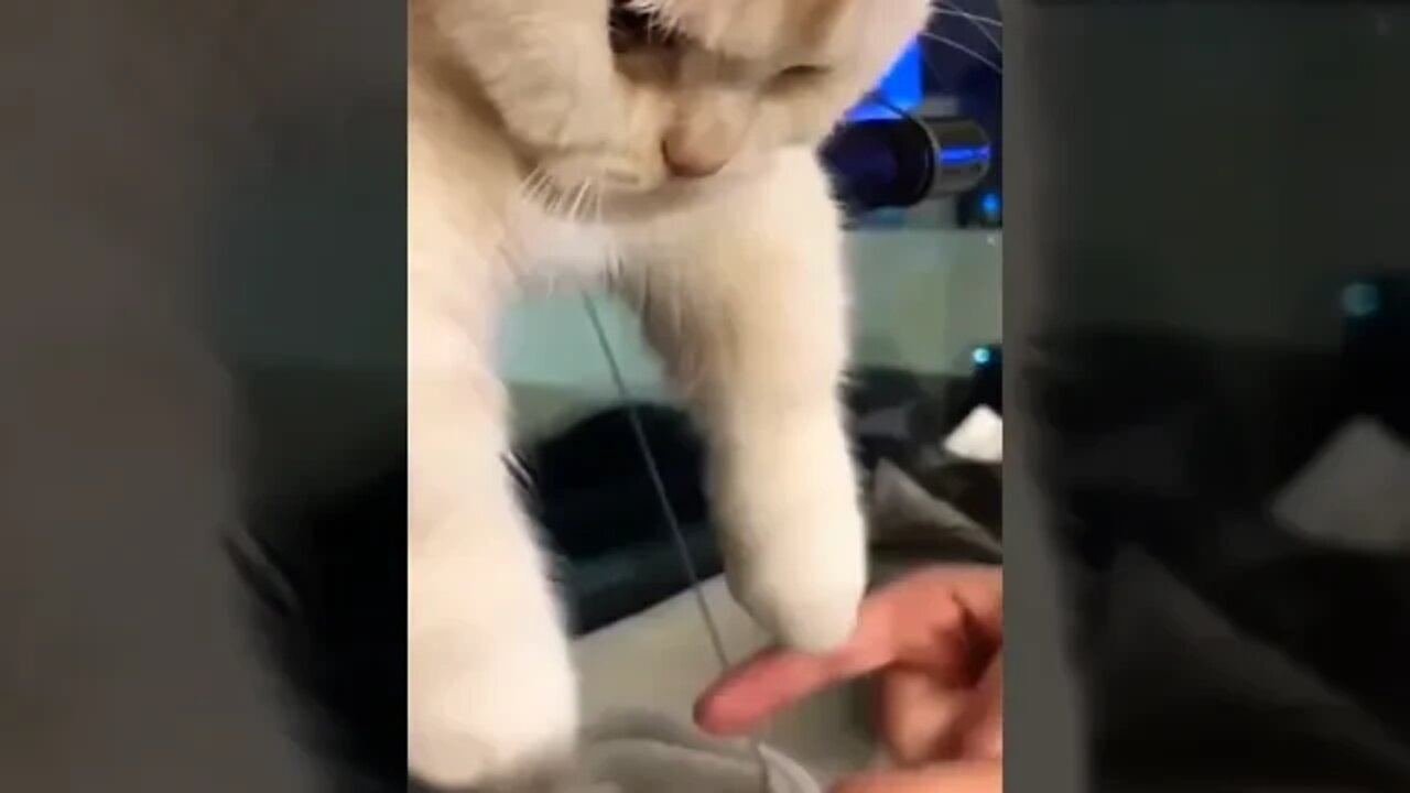 emergency laugh call Cats behave like Cats #shorts