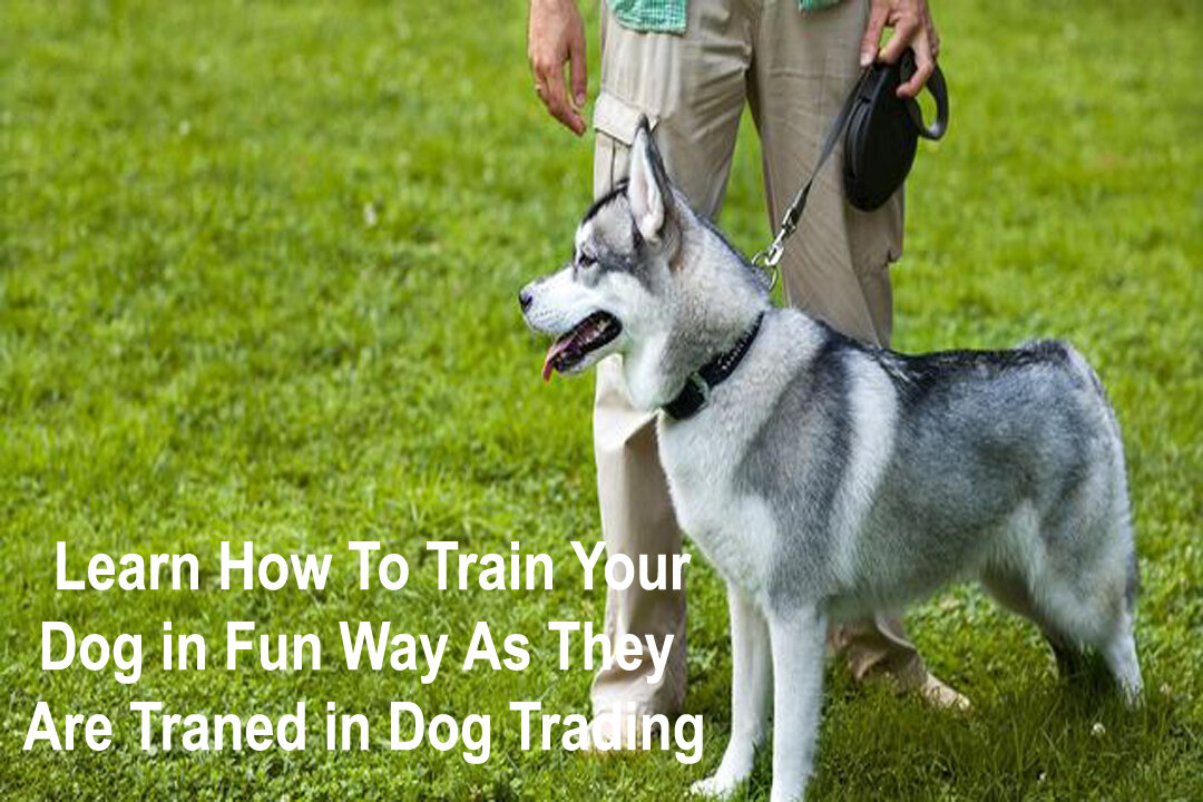 Learn How To Train Your Dog in Fun Way As They Are Traned in Dog Trading academy