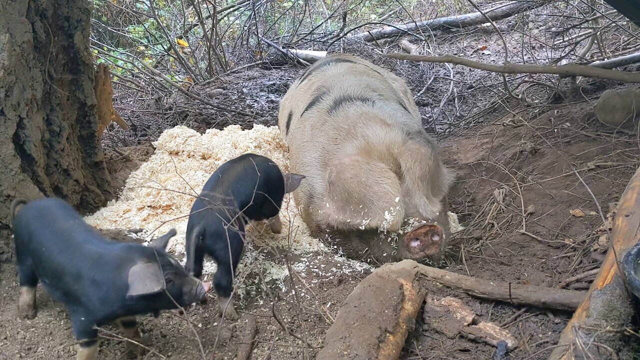 Wood Shavings as Bedding