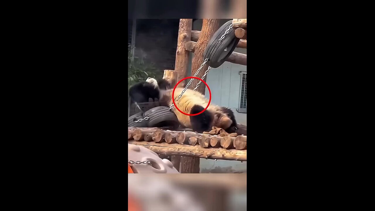 The Real Kung Fu Panda