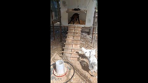 Stella in the Chicken house