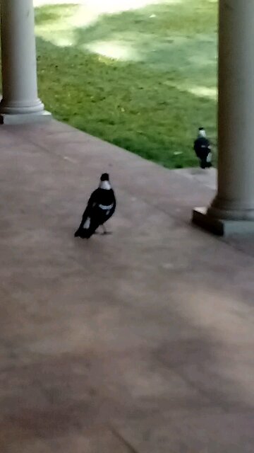 The Facts are Black and White 😉 Case Closed! It's a Beautiful Morning in the Courthouse Garden 🎼