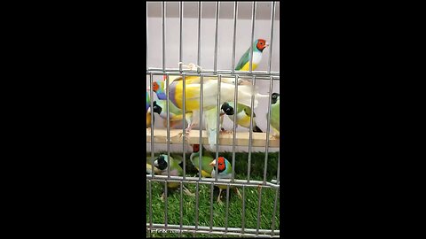 Gouldian Finches