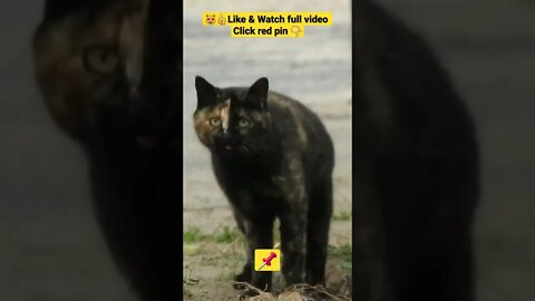 cute cat videos 😹funny videos 😂1388😻#shorts #catvideos #funnycatsvideos #cat #funny_cat #cutecat