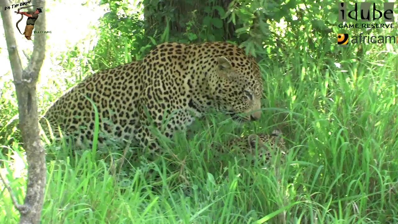 WILDlife: Leopards...