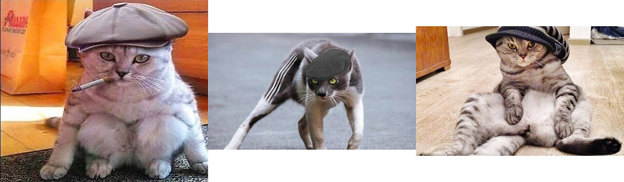 Cat Gopnik