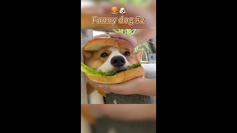 Hamburger 🐶!