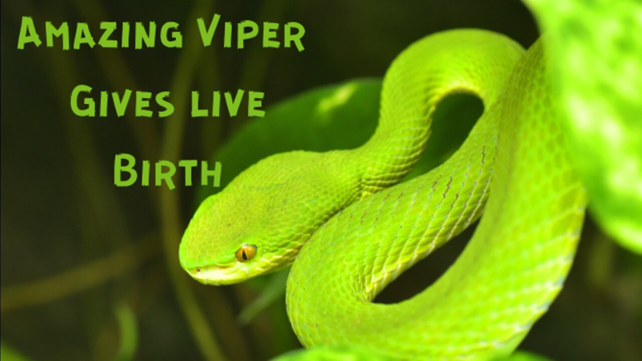 Beautiful Viper giving live Birth. Amazing!!!